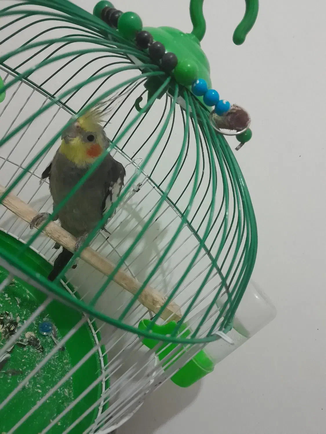 عروس هلندی بچه نر|پرنده|رشت, باهنر|دیوار