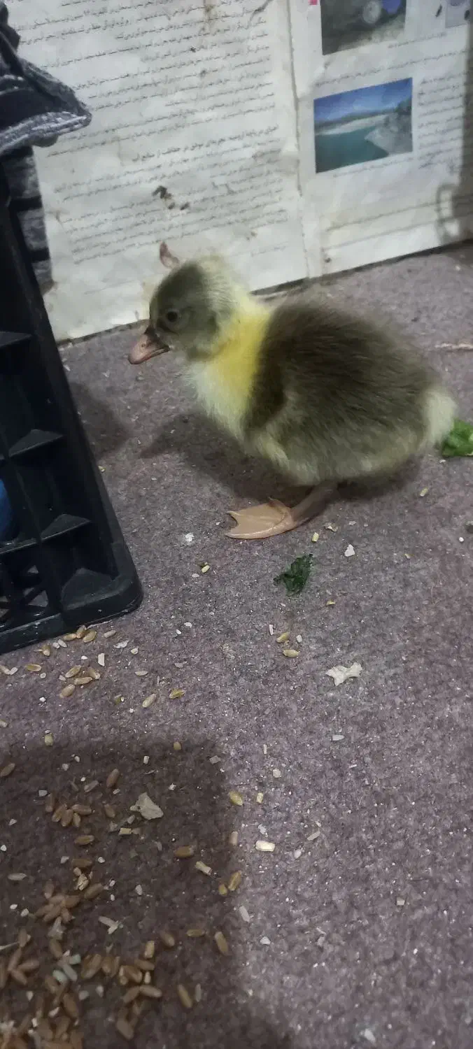 جوجه غاز|حیوانات مزرعه|باوی, |دیوار