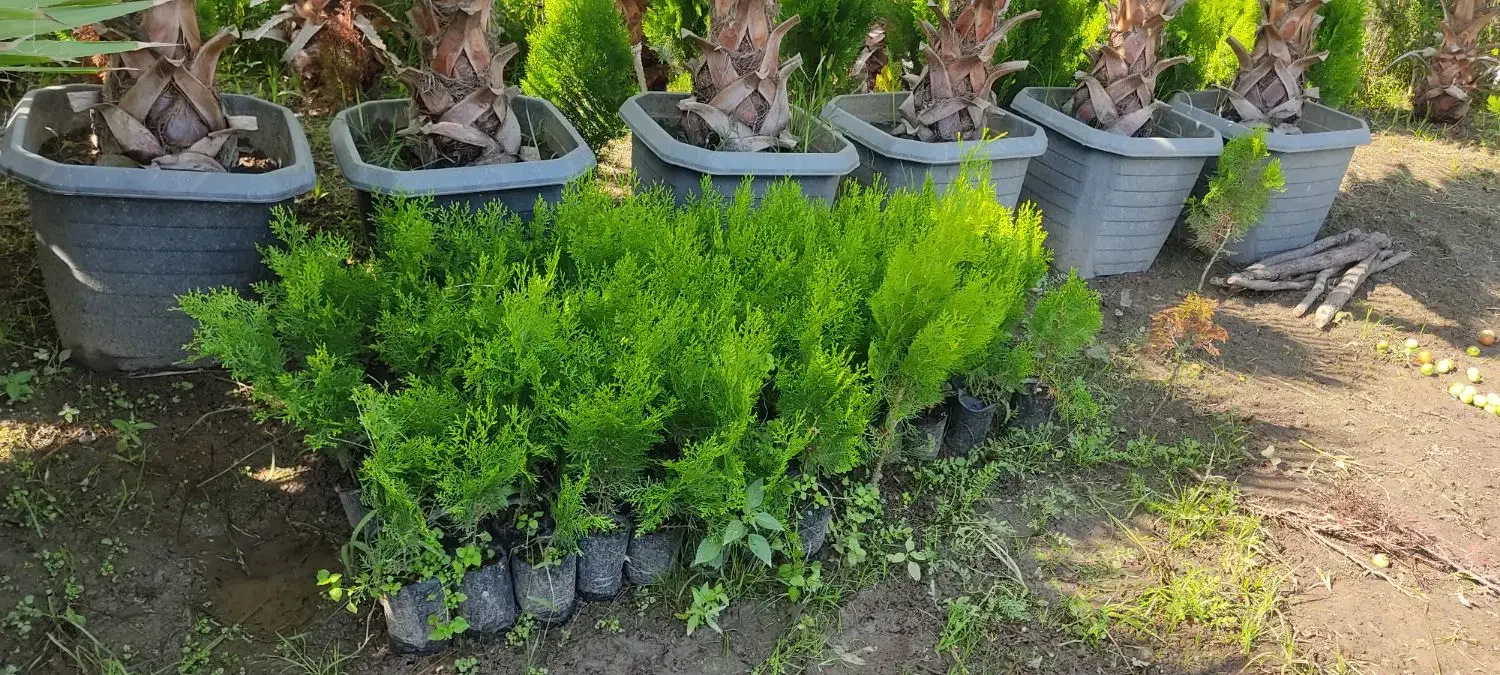 کامیس نکدار ، پالم ، فوتونیا ، یاس ، شمشاد|خدمات باغبانی و درختکاری|کلاچای, |دیوار