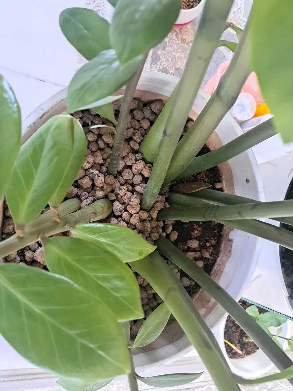 زاموفیلیا|گل و گیاه طبیعی|اصفهان, قائمیه|دیوار