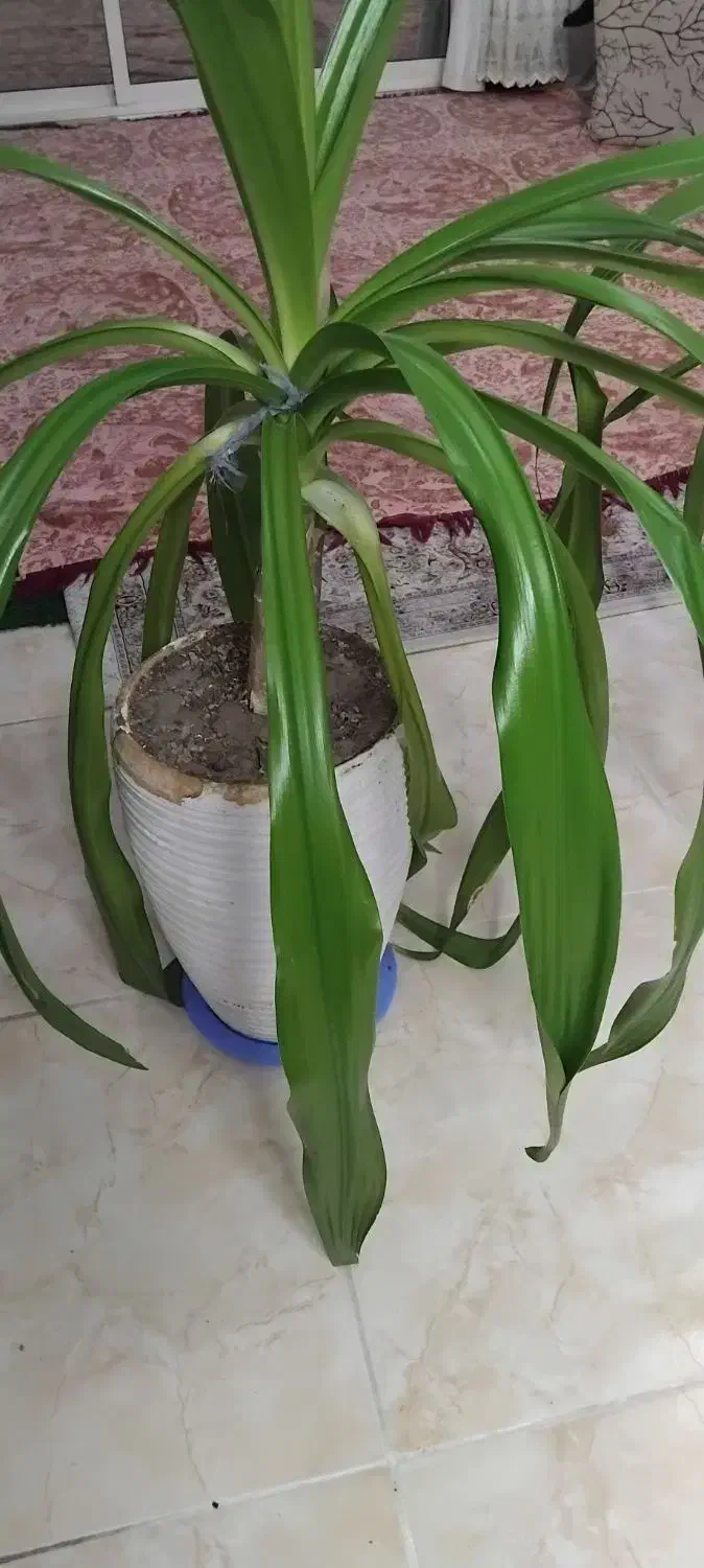 گل طبیعی|گل و گیاه طبیعی|اصفهان, خواجه عمید|دیوار