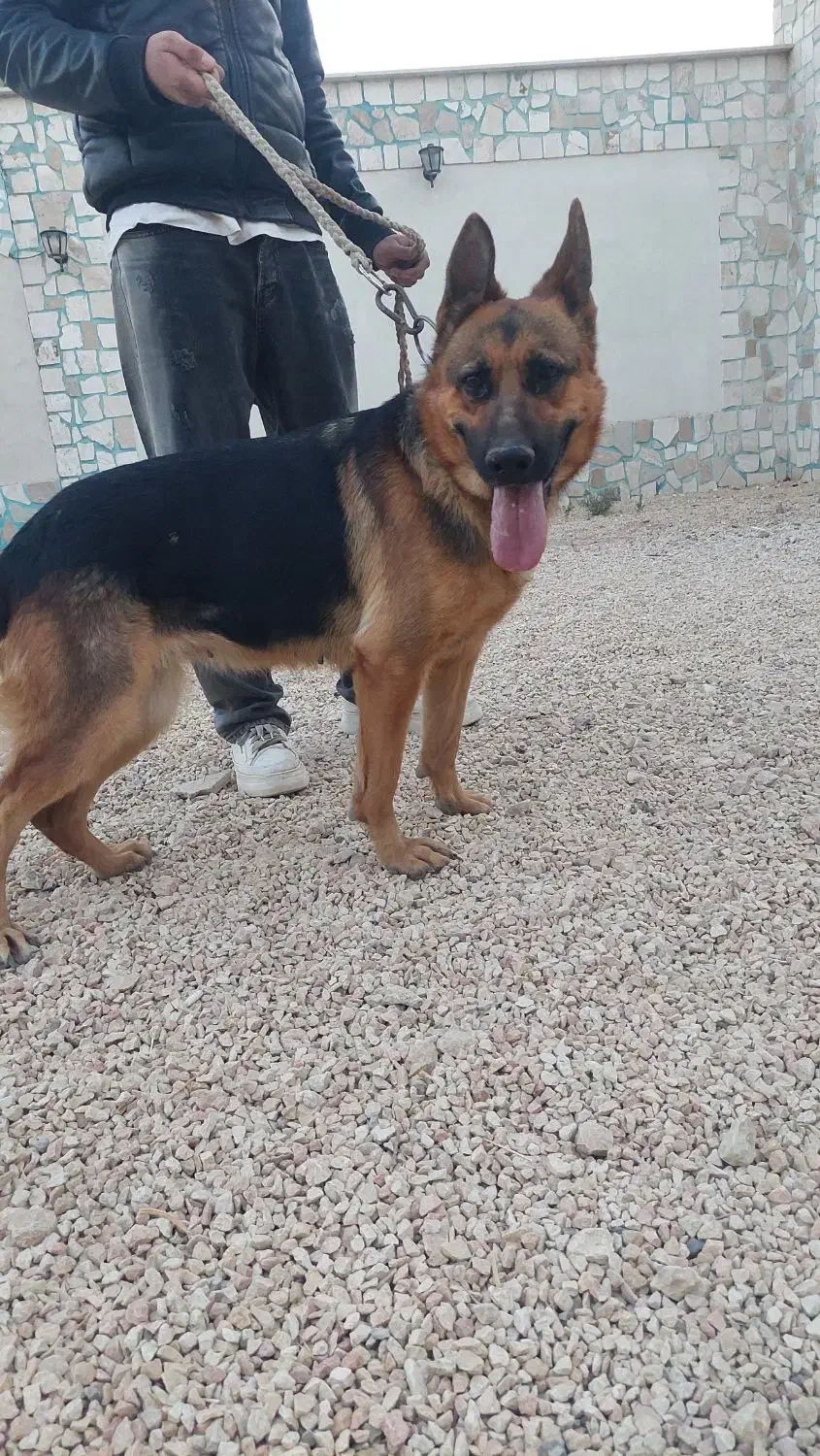 ماده ژرمن|سگ|کاشان, شهرک فرهنگیان|دیوار