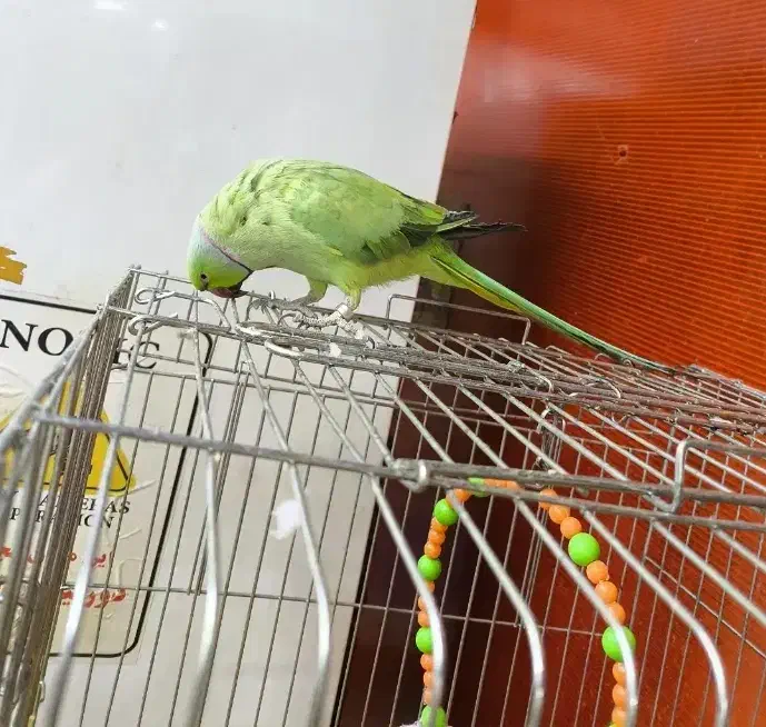 طوطی ملنگو رام سخنگو|پرنده|زرند, |دیوار