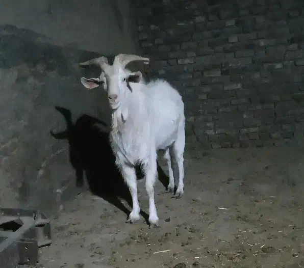 نر بز|حیوانات مزرعه|جوین, |دیوار