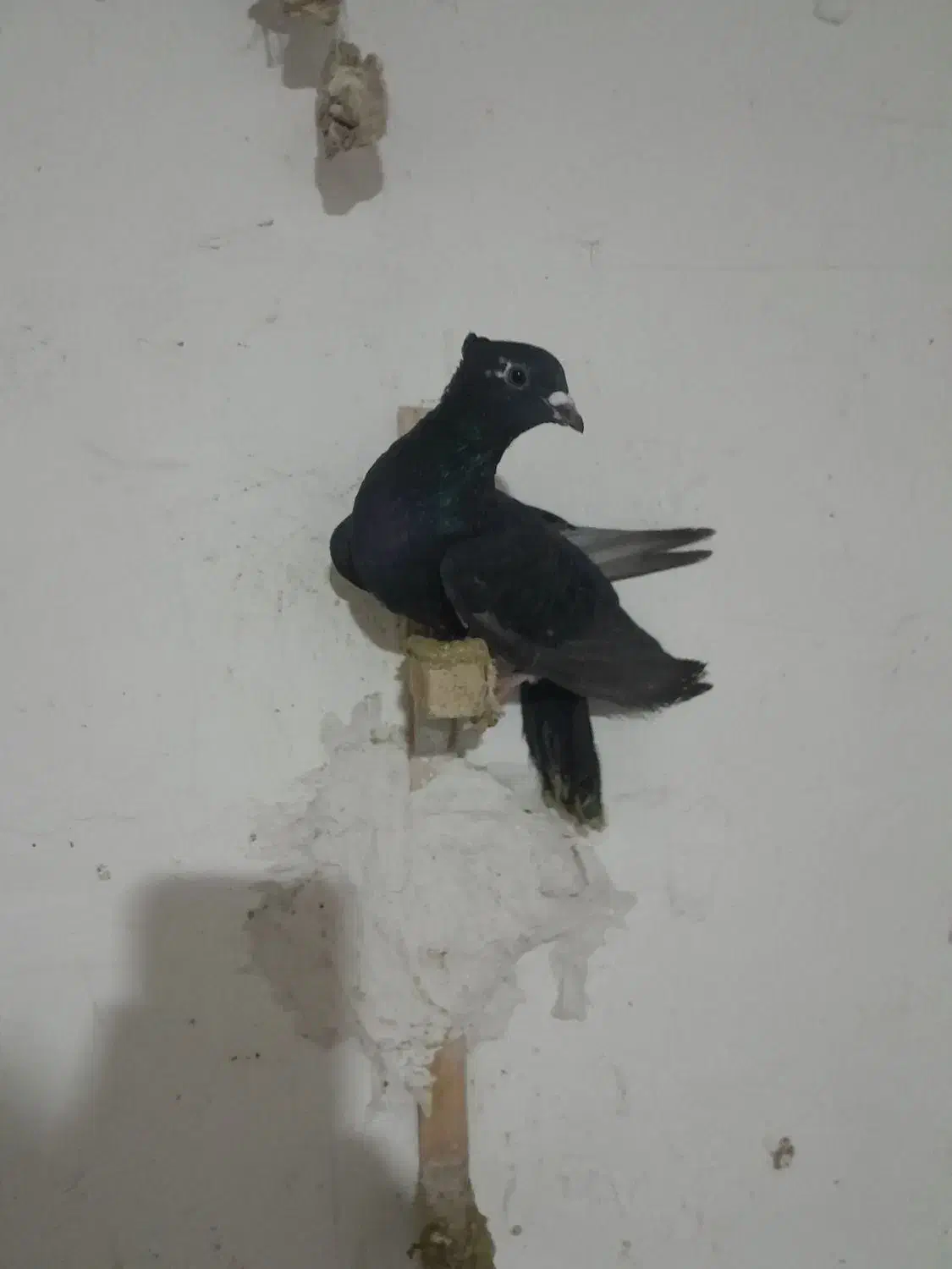 کفتر|پرنده|شیروان (خراسان), |دیوار