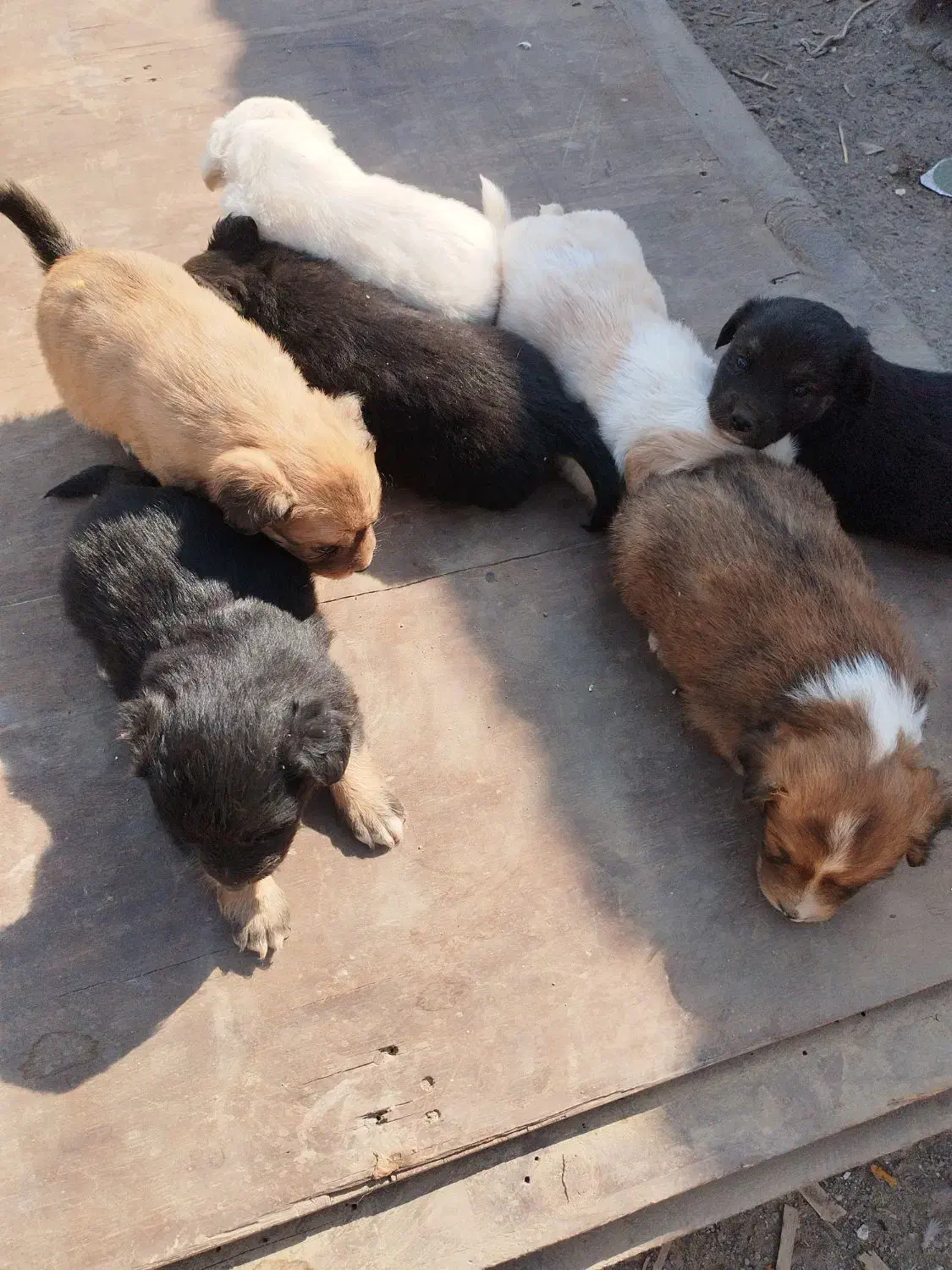 سلام به  عزیز تعداد هفت توله سگ به فروش میرسد|سگ|قدس, شهر‌قدس|دیوار