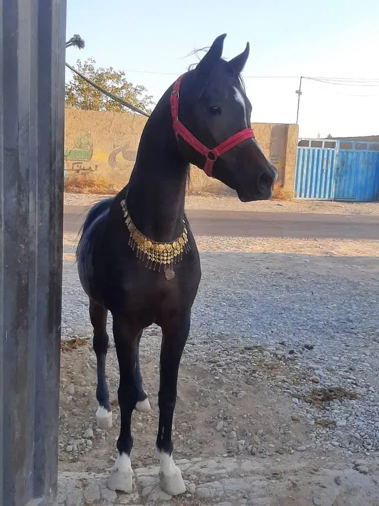 نریون عرب مصری|اسب و تجهیزات اسب‌سواری|رباط‌کریم, شهرستانک|دیوار