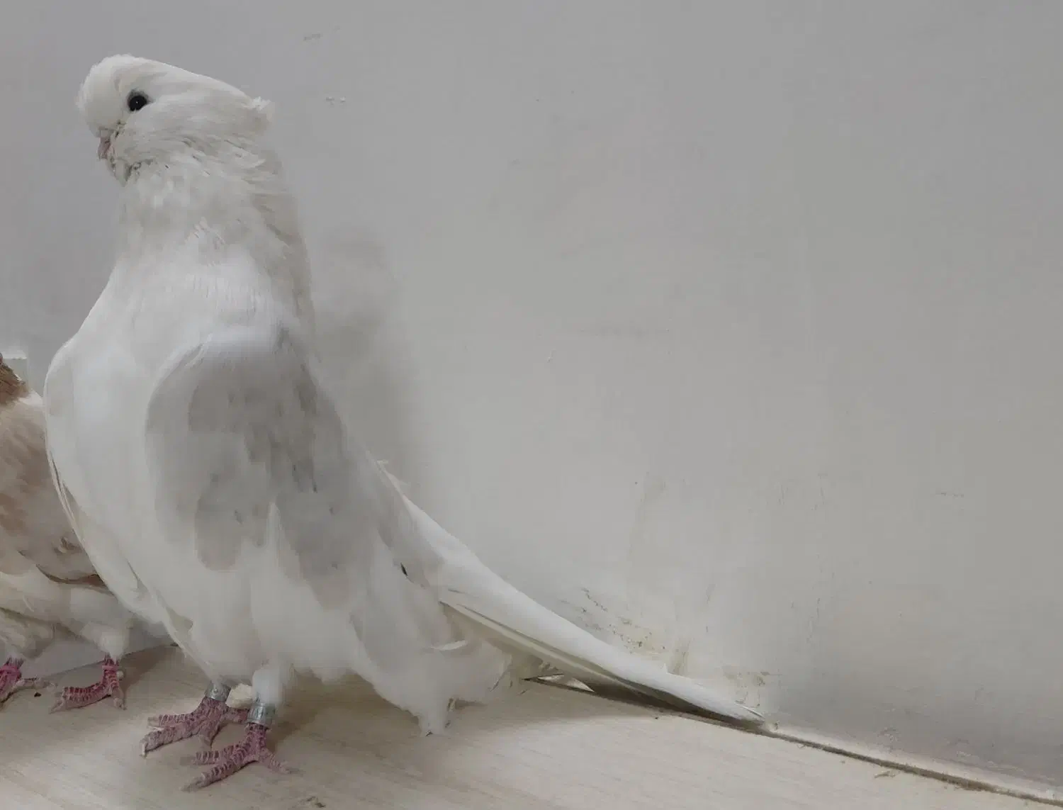 کبوتر نوک قنار رنگی|پرنده|چهاردانگه (تهران), |دیوار