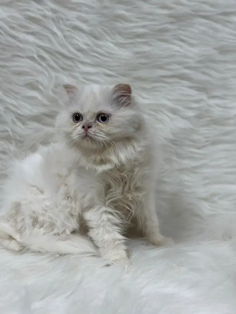 گربه پرشین|گربه|کرمانشاه, |دیوار