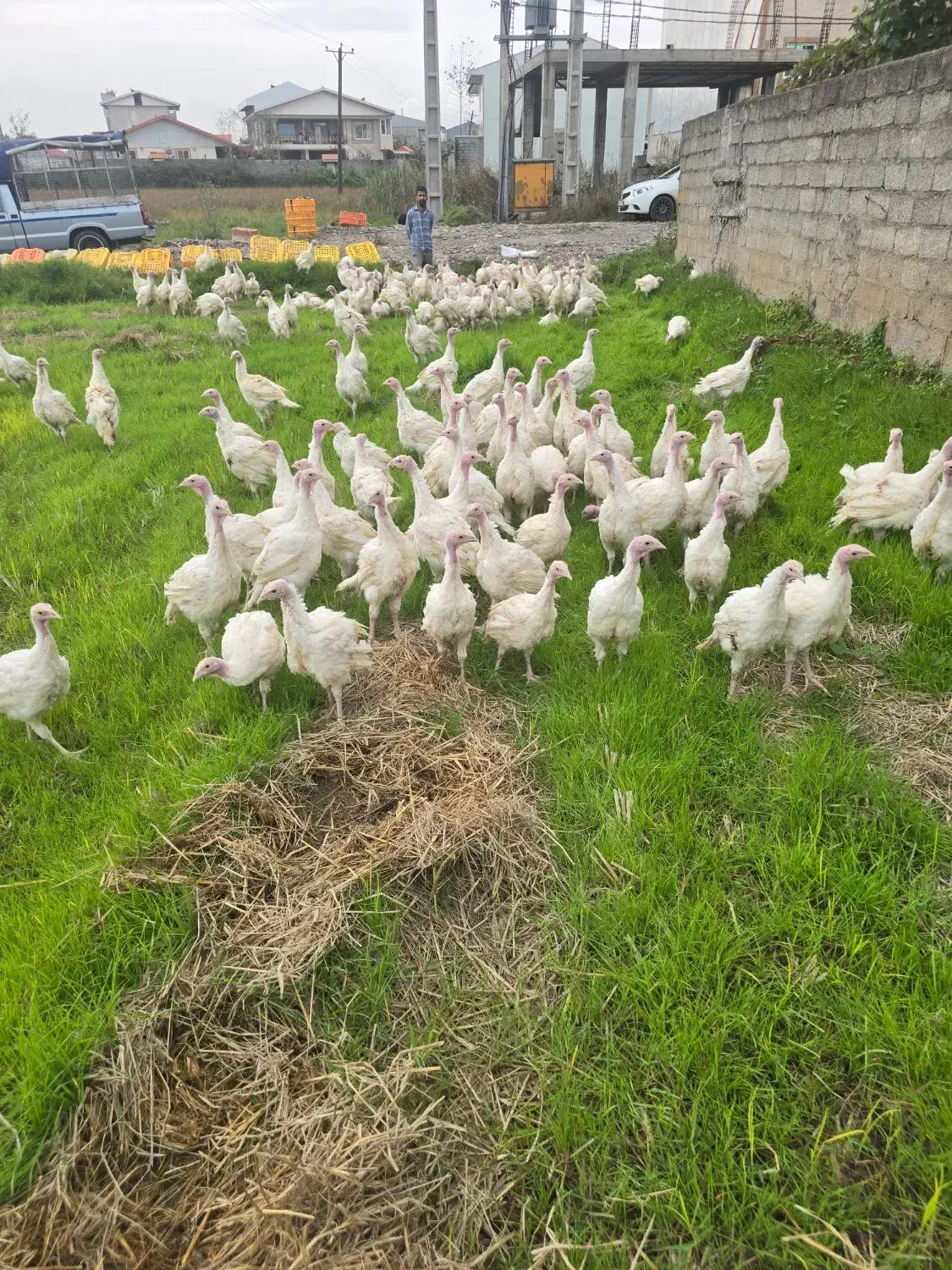 بوقلمون بیوتی B6|پرنده|سنگر, |دیوار