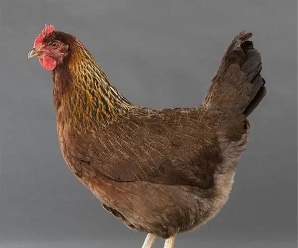 مرغ تخم گذار|حیوانات مزرعه|کارزان, |دیوار