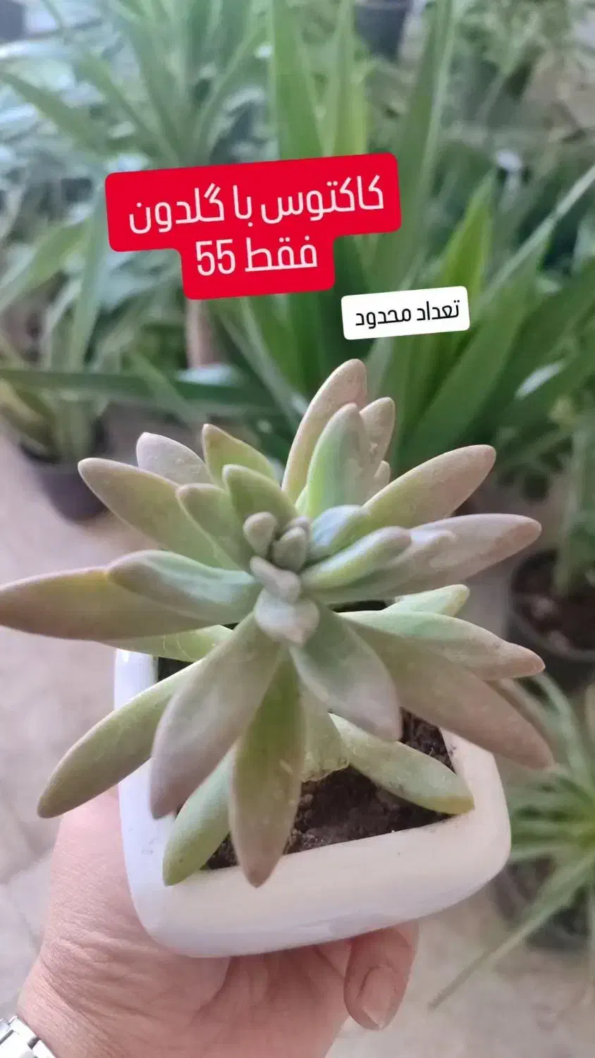 سانسوریا 75|گل و گیاه طبیعی|تربت‌حیدریه, قائم|دیوار