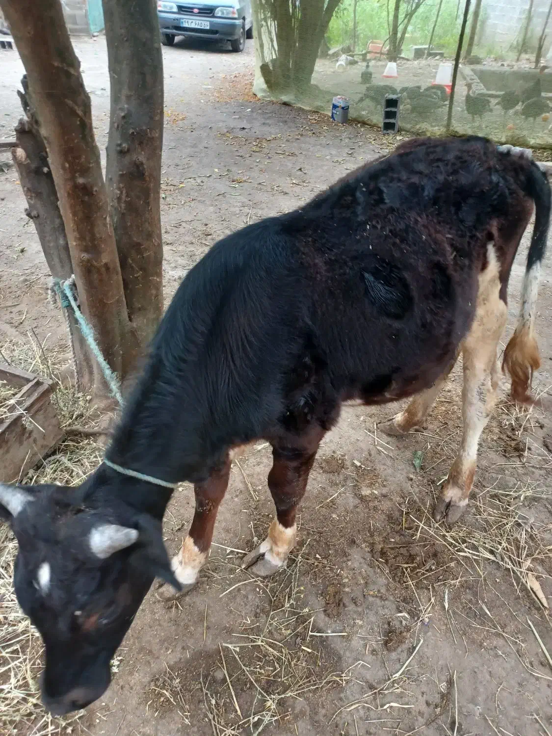 گوساله نر|حیوانات مزرعه|اطاقور, |دیوار