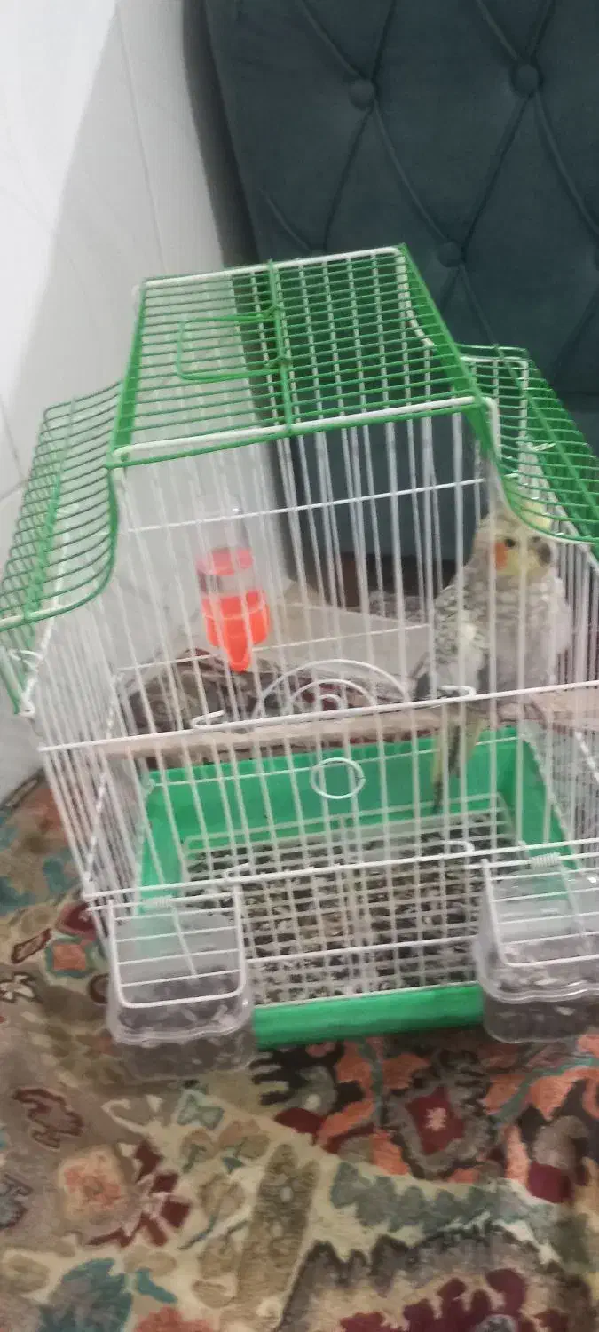 عروس هلندی|پرنده|گالیکش, |دیوار