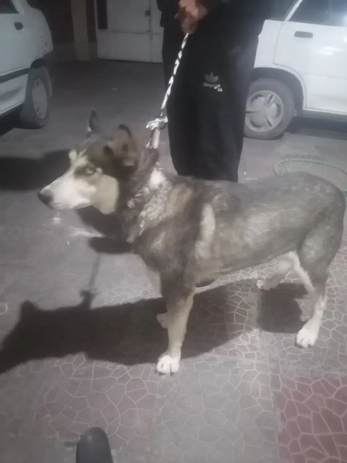 واگذاری. هاسکی زیباوباهوش. ویک اشپیتز واقعابازیگوش|سگ|کرمان, |دیوار