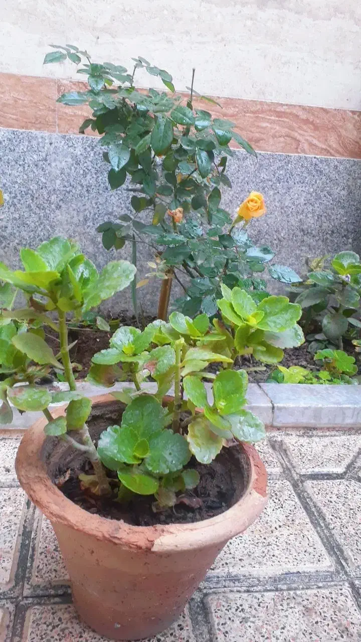 گل و گیاه‌طبیعی|گل و گیاه طبیعی|بناب, |دیوار