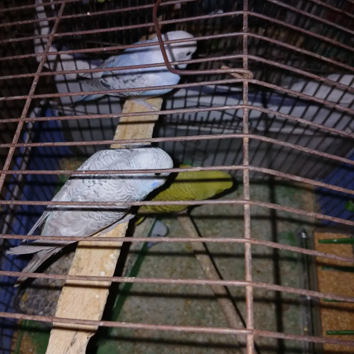 مرغ عشق|پرنده|شیراز, کوشک میدان|دیوار