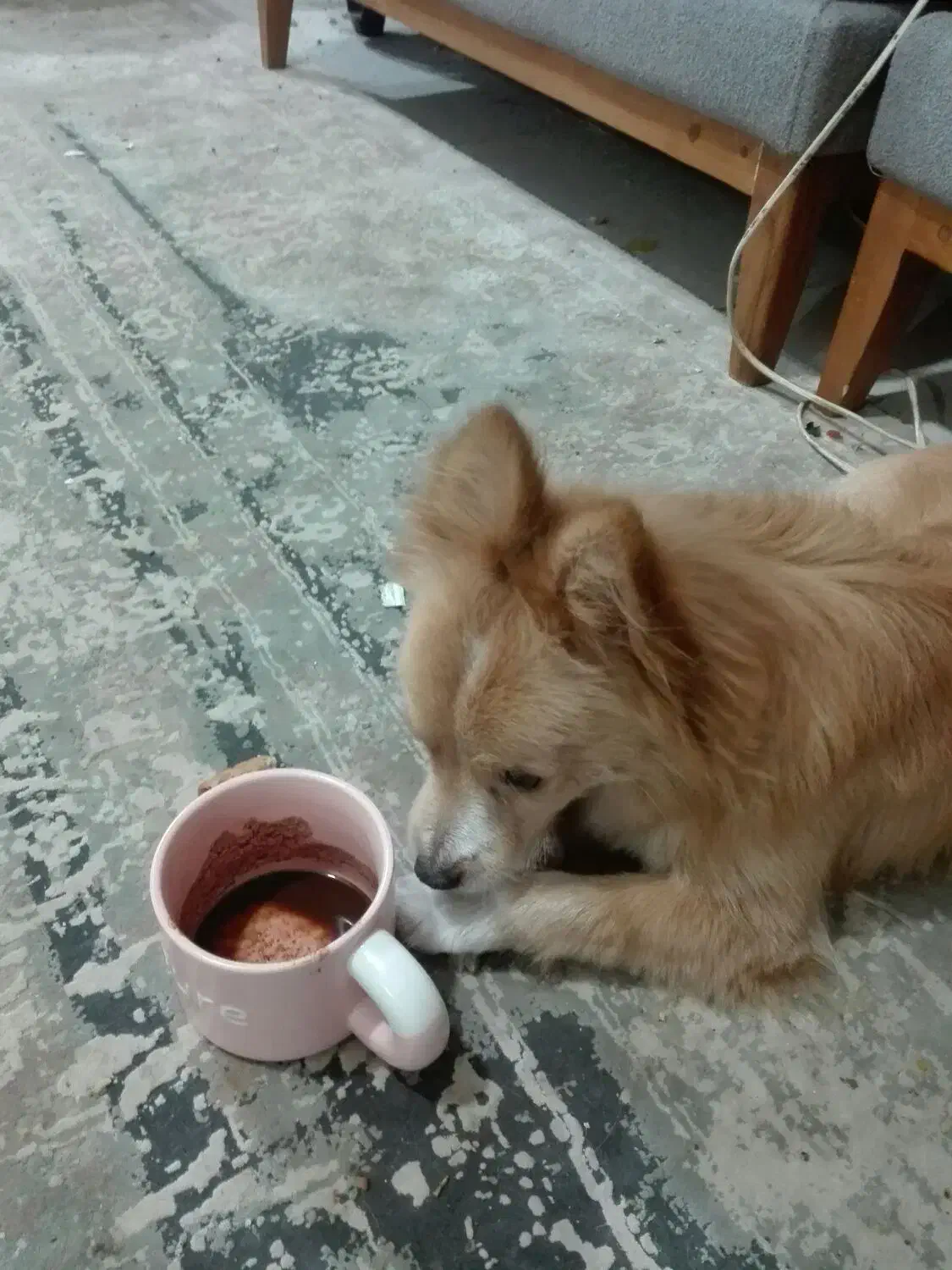 واگذاری سگ پامرین،اسپیتز|سگ|سیرجان, |دیوار