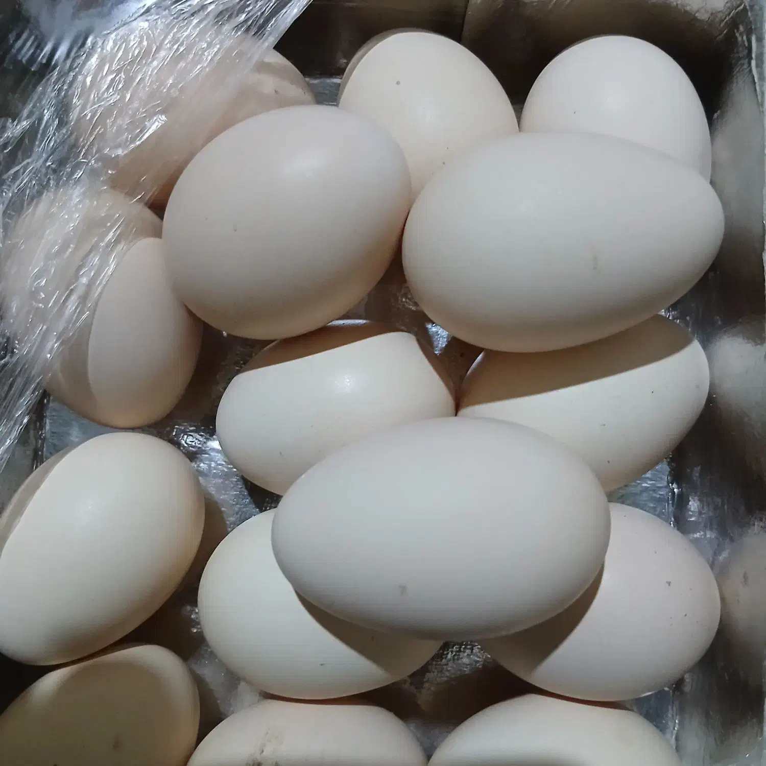 تخمه مرغ نطفه دار|حیوانات مزرعه|رفسنجان, |دیوار