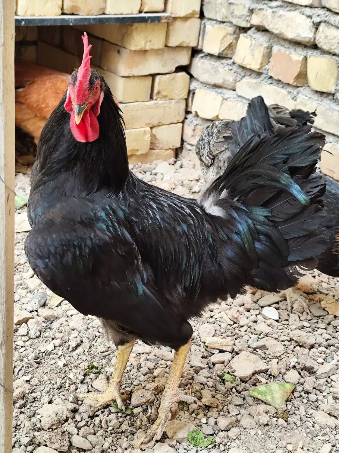 خروس مشکی|حیوانات مزرعه|گلپایگان, |دیوار