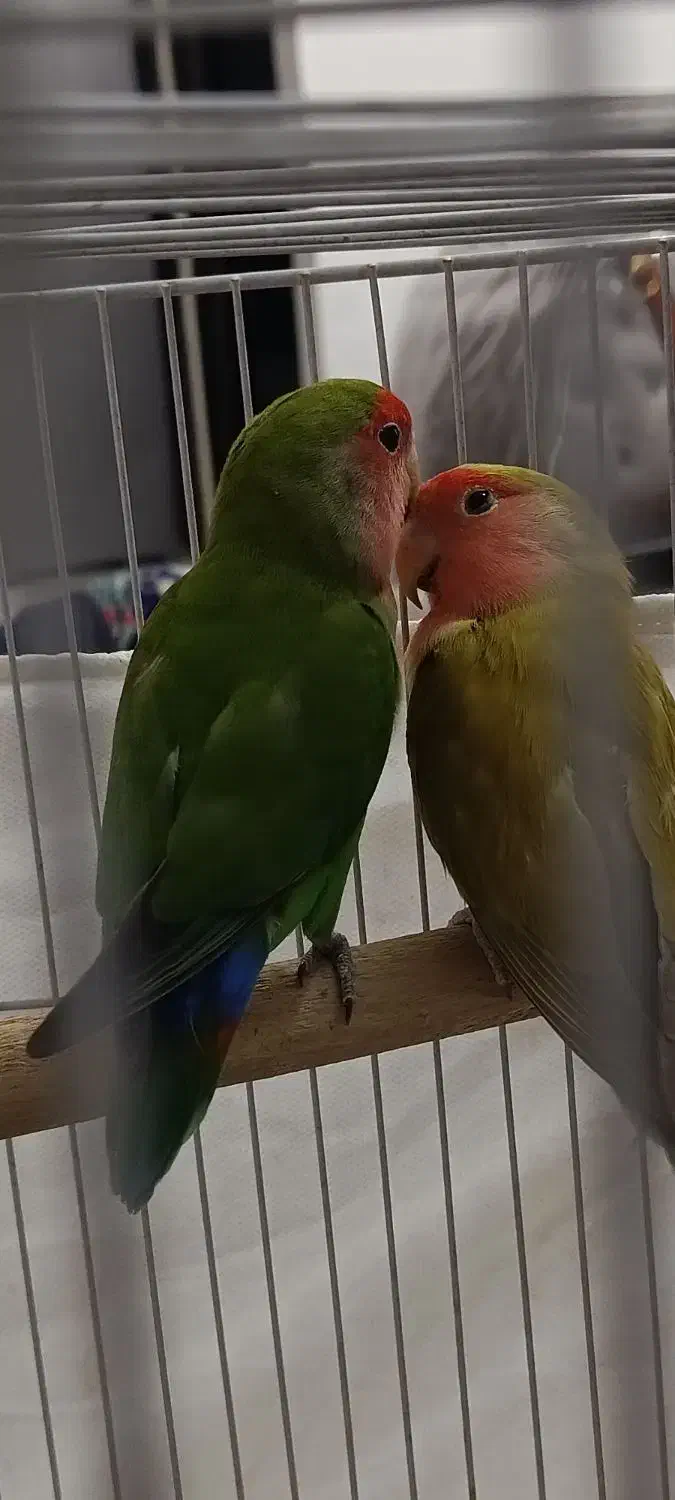 طوطی برزیلی صورت هلویی جفت مولد قناری سهره|پرنده|کرمانشاه, |دیوار