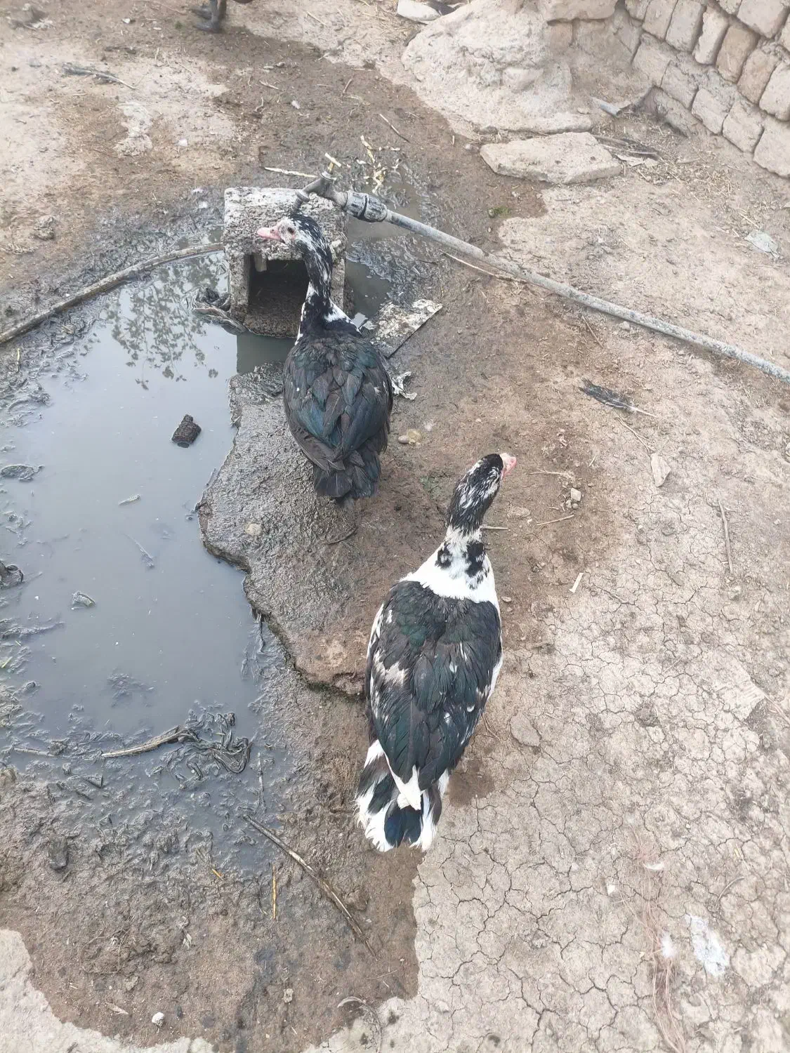 اردک|حیوانات مزرعه|قم, بنیاد|دیوار