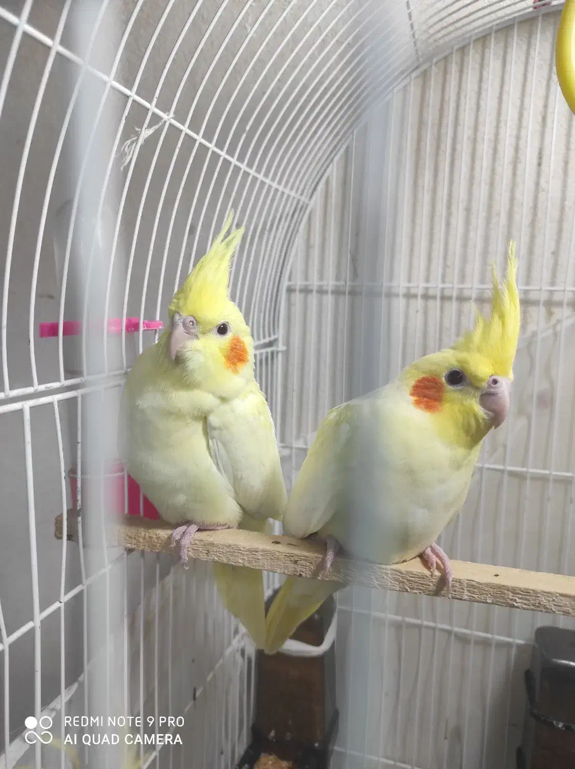 جوجه عروس هلندی دو ماهه|پرنده|بندر گز, |دیوار