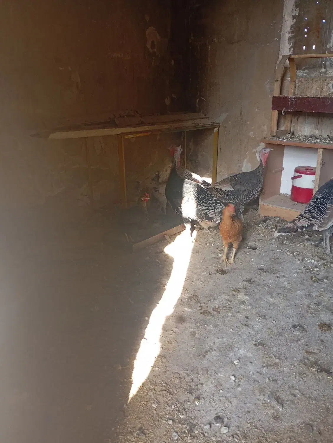 مرغ و خروس و بوقلمون|حیوانات مزرعه|بهبهان, |دیوار