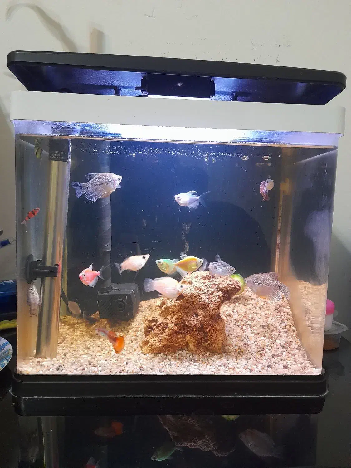 آکواریوم30×30|ماهی|مشهد, حضرت حجت|دیوار