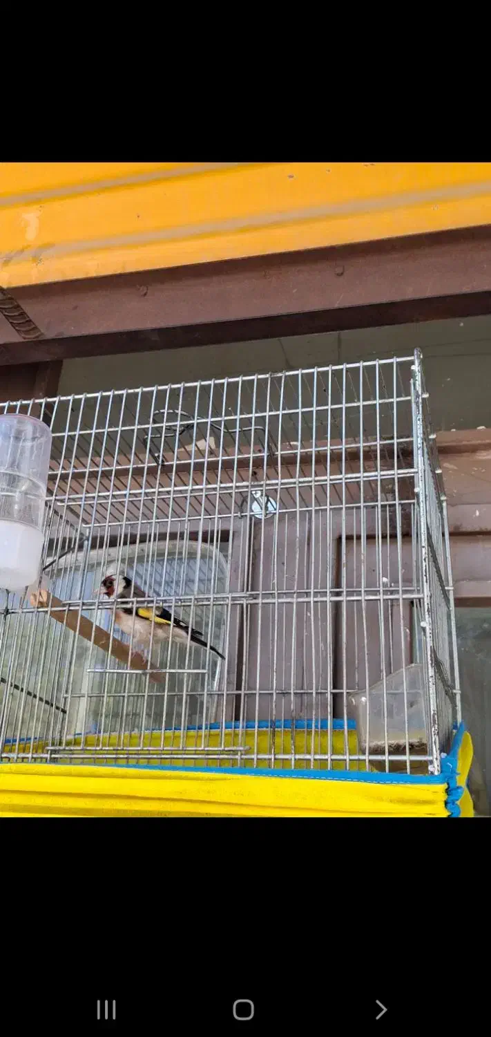 سهره نر بهاره|پرنده|ملایر, |دیوار