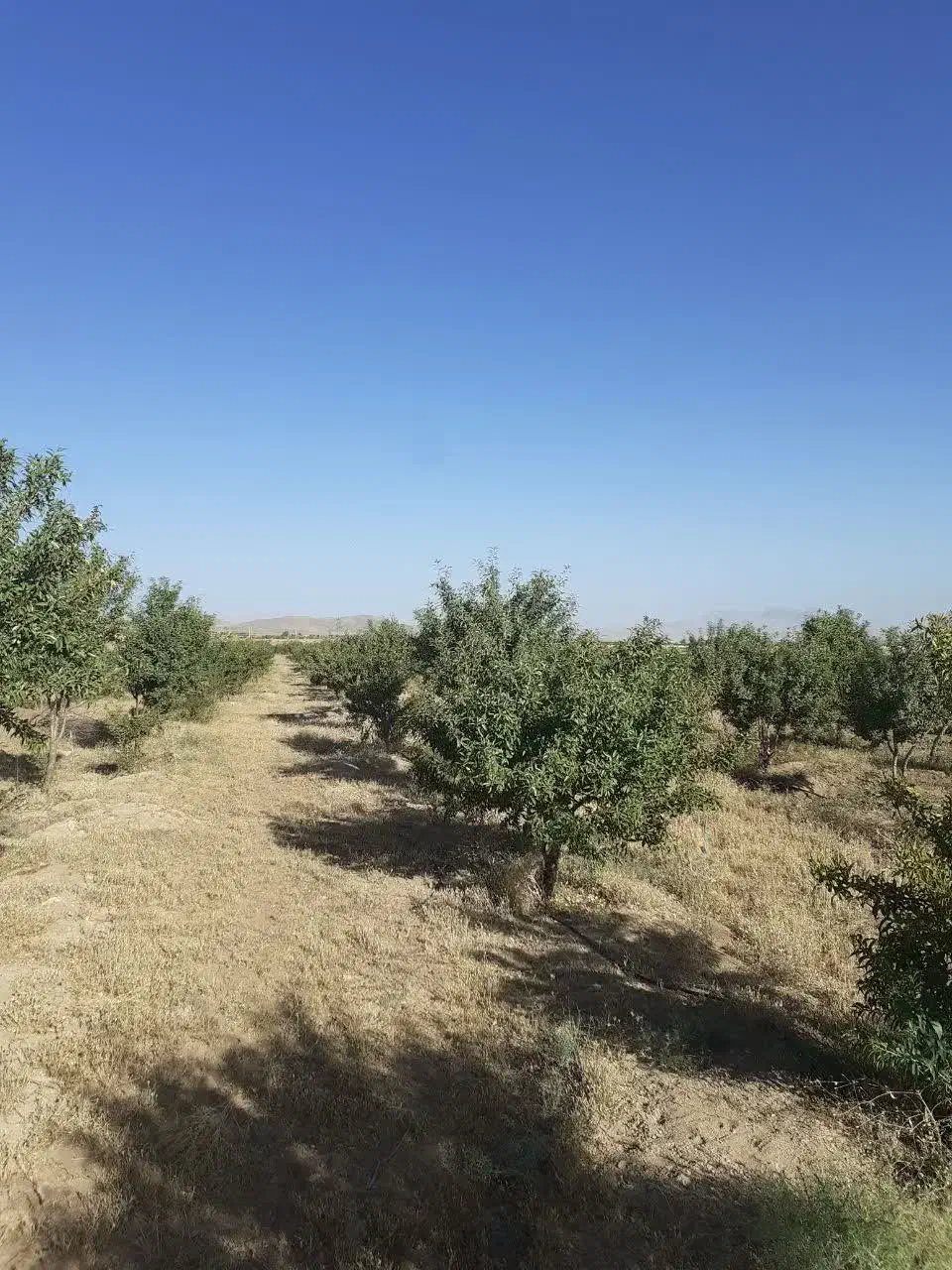 فروش زمین کشاورزی به همراه آب وبرق|فروش زمین و ملک کلنگی|شیدا, |دیوار