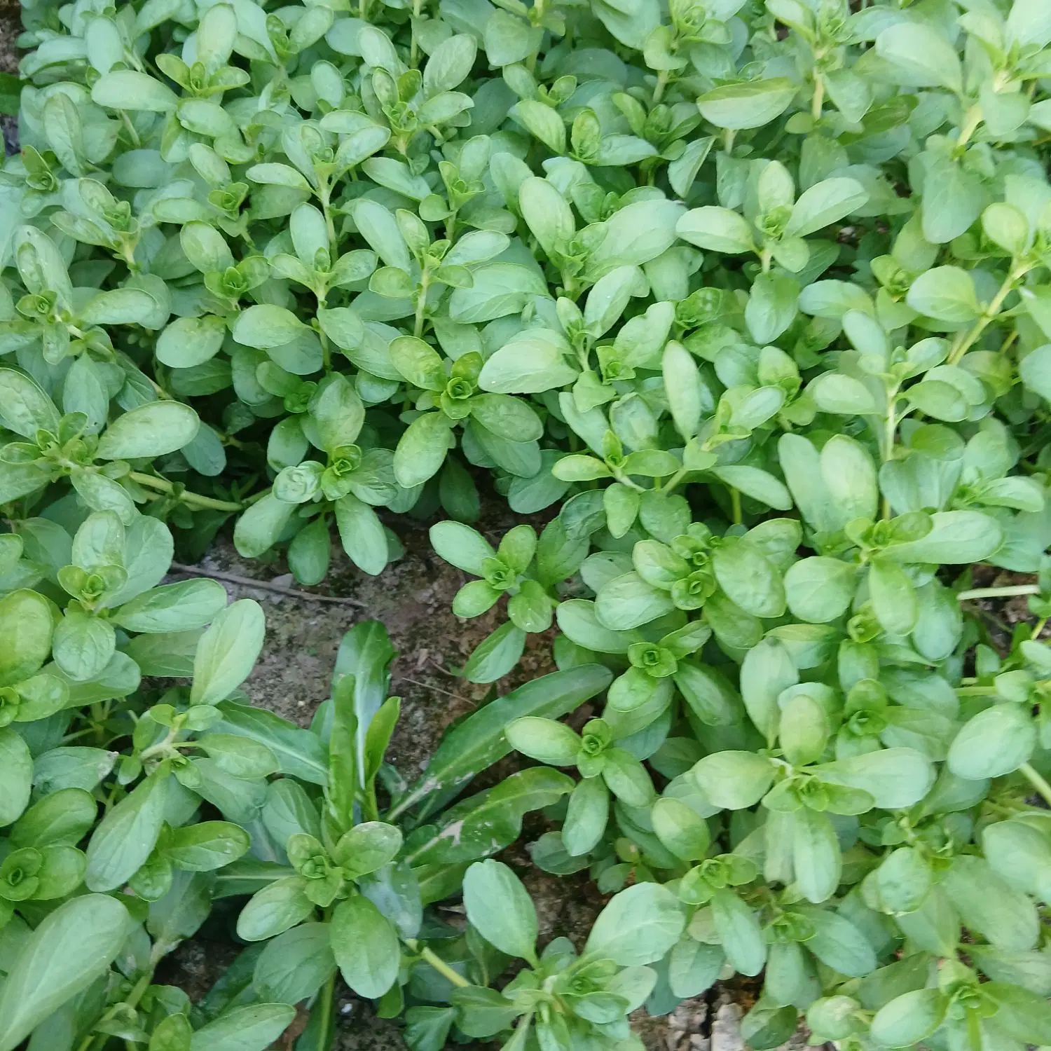 خالیواش|خوردنی و آشامیدنی|رشت, دیانتی|دیوار