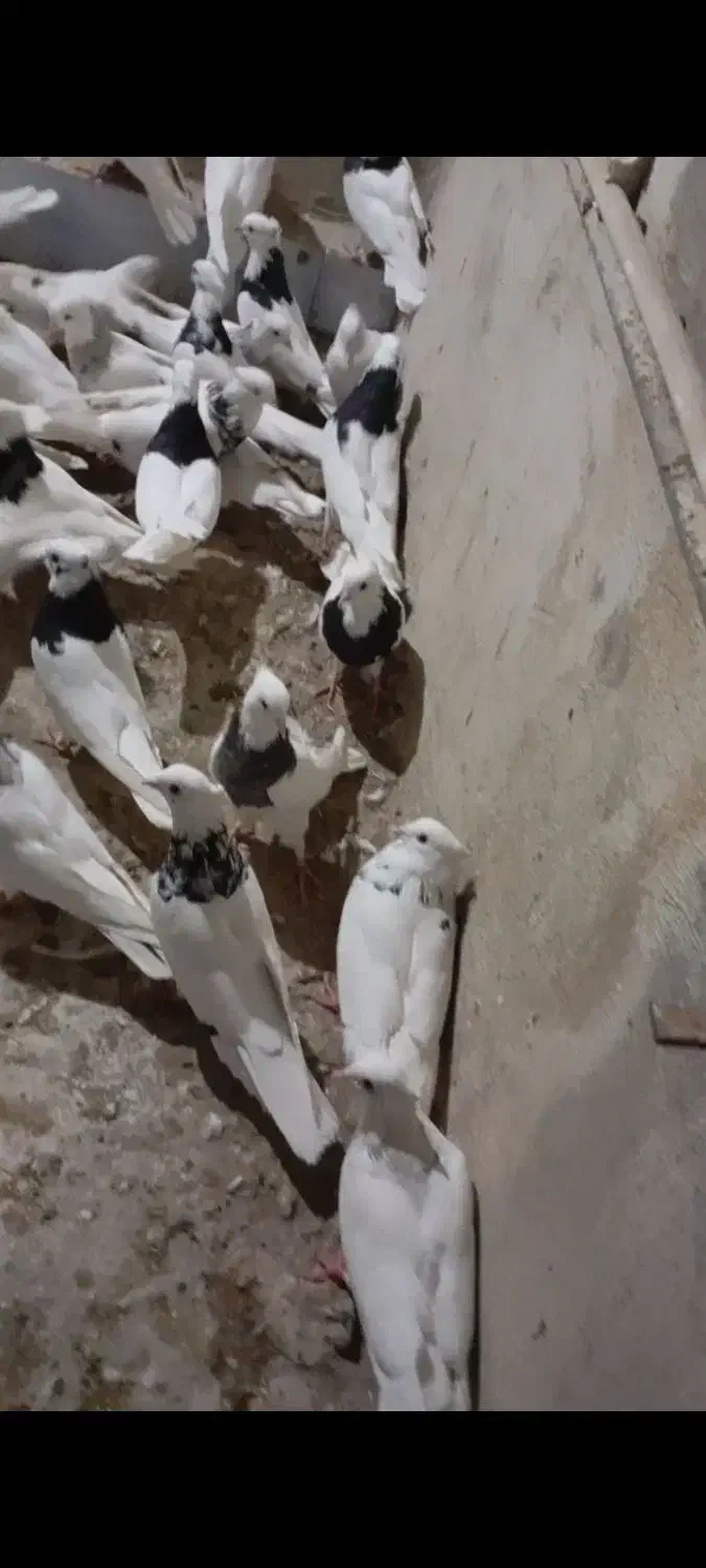 طوقی انواع مدل|پرنده|دره شهر, |دیوار