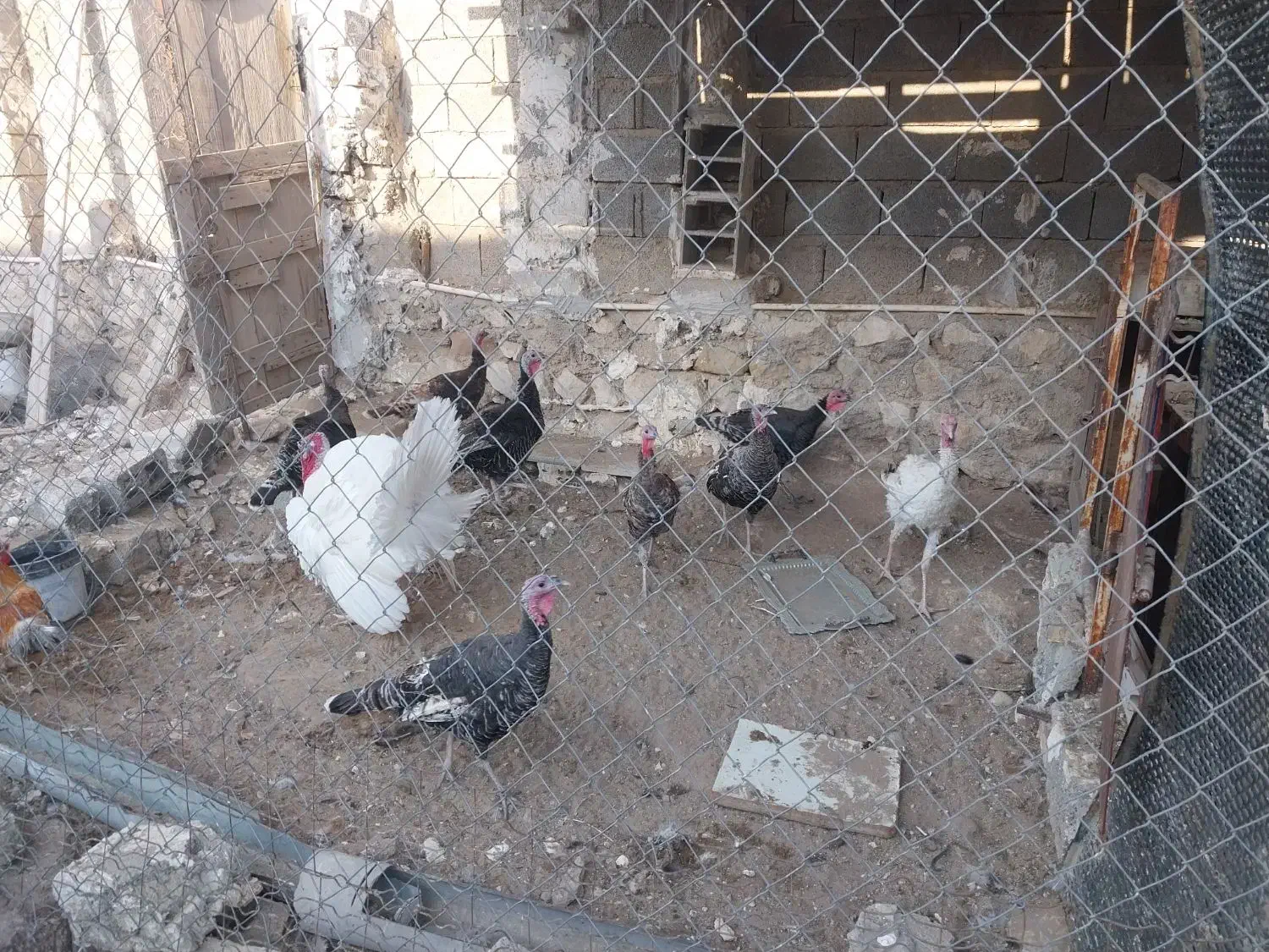 بوقلمون|حیوانات مزرعه|بندر گناوه, |دیوار