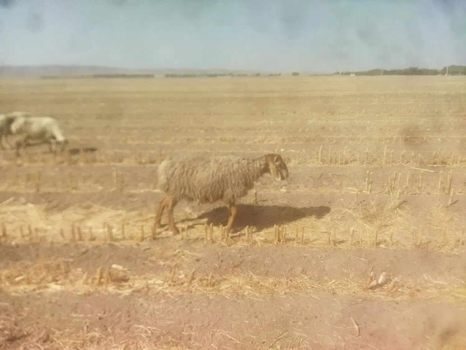 تعدادی بره نر و ماده کیلویی 360وزن حدود۳۰تا۴۰کیلو|حیوانات مزرعه|بافت, |دیوار