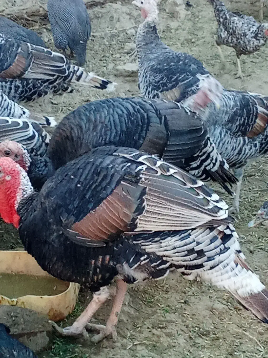 بوقلمون محلی|حیوانات مزرعه|خمک, |دیوار