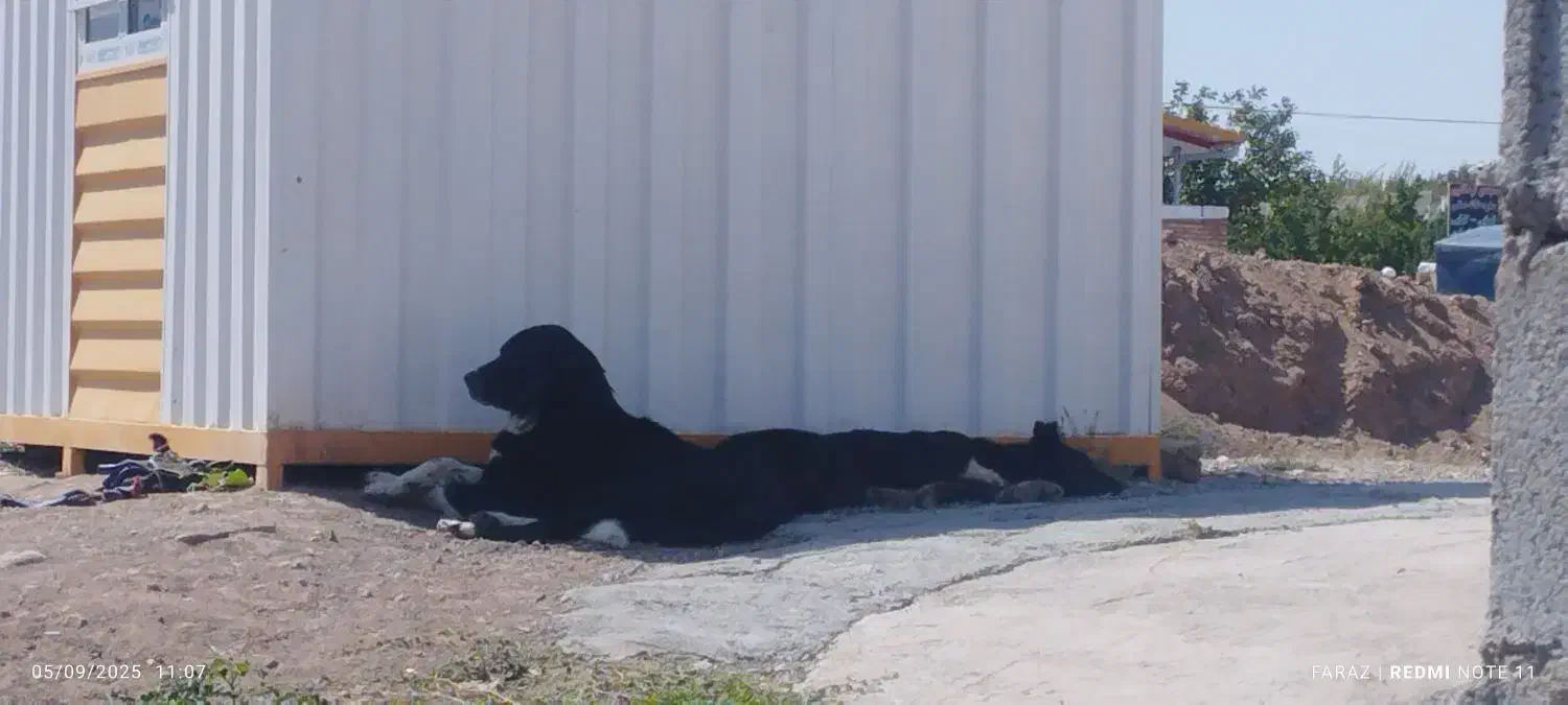 واگذاری توله سگ ماده|سگ|اهر, |دیوار