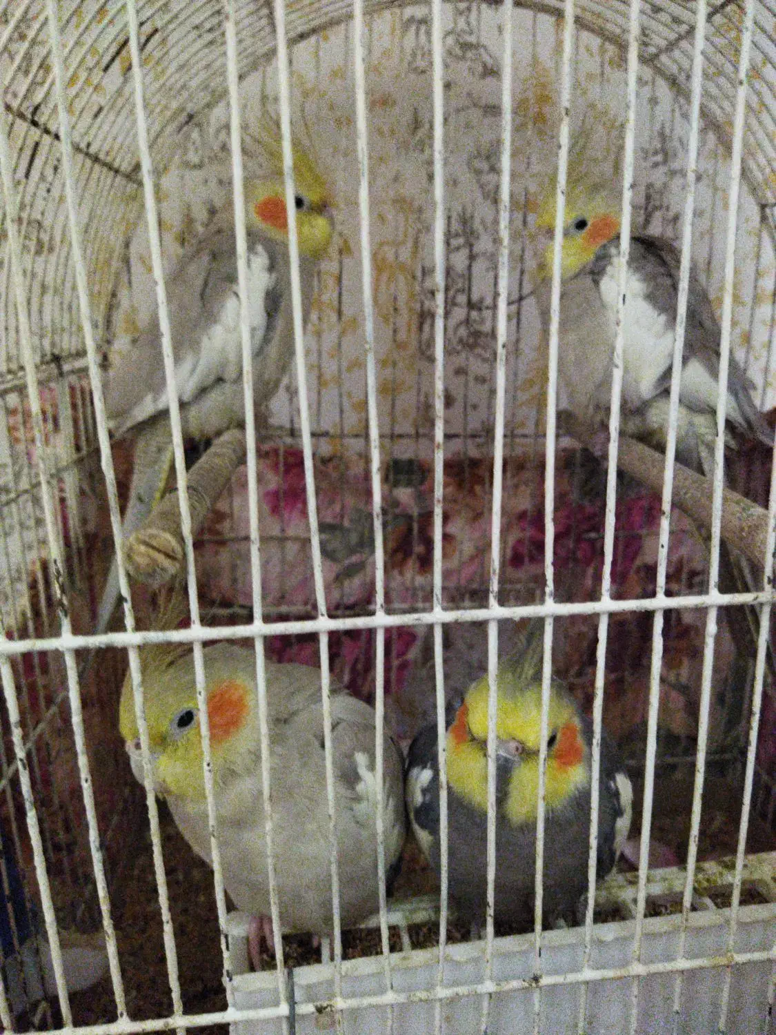 عروس هلندی|پرنده|رودبار, |دیوار