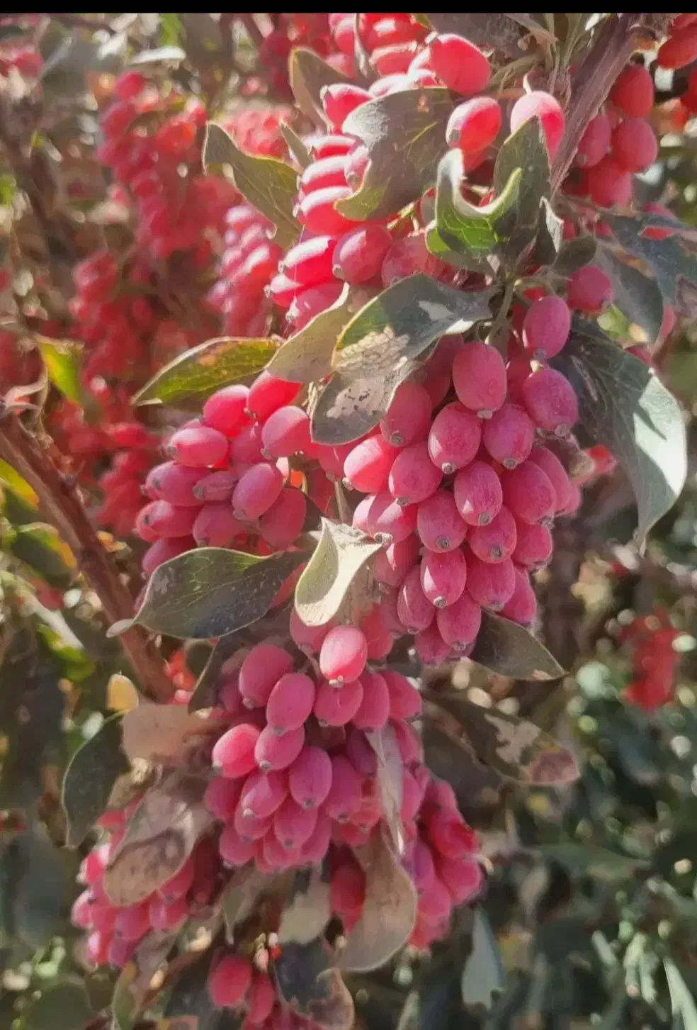 زرشک تازه وشاخ روخریداریم|خدمات باغبانی و درختکاری|بیرجند, |دیوار