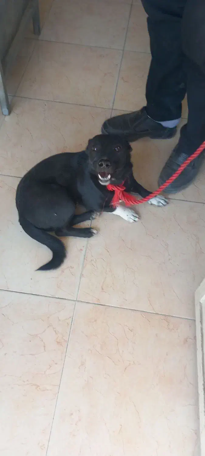 مجسمه سگ اشپیتزل پاکوتاه|سگ|هشتگرد, شهرک سهیلیه|دیوار