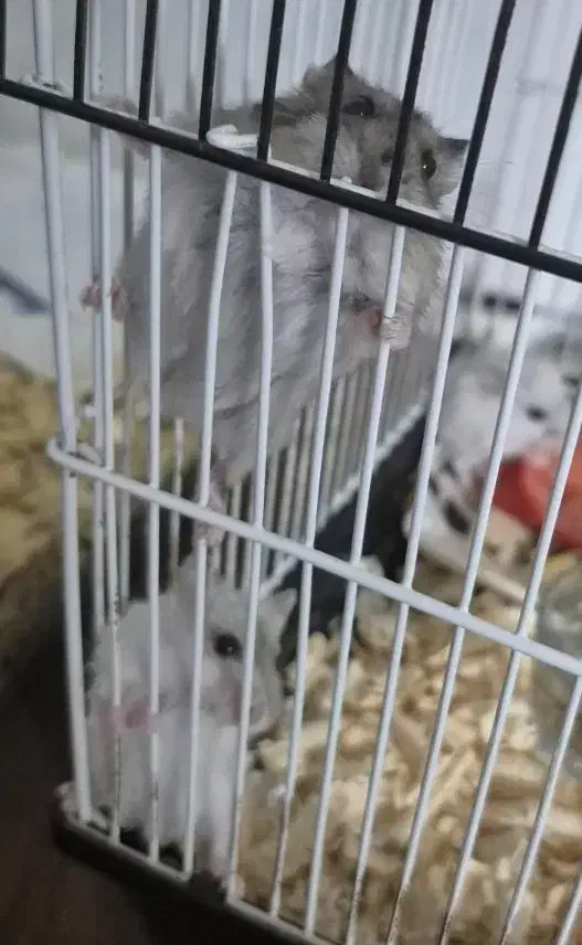 همستر کمپل دستی|موش و خرگوش|تهران, کیانشهر|دیوار