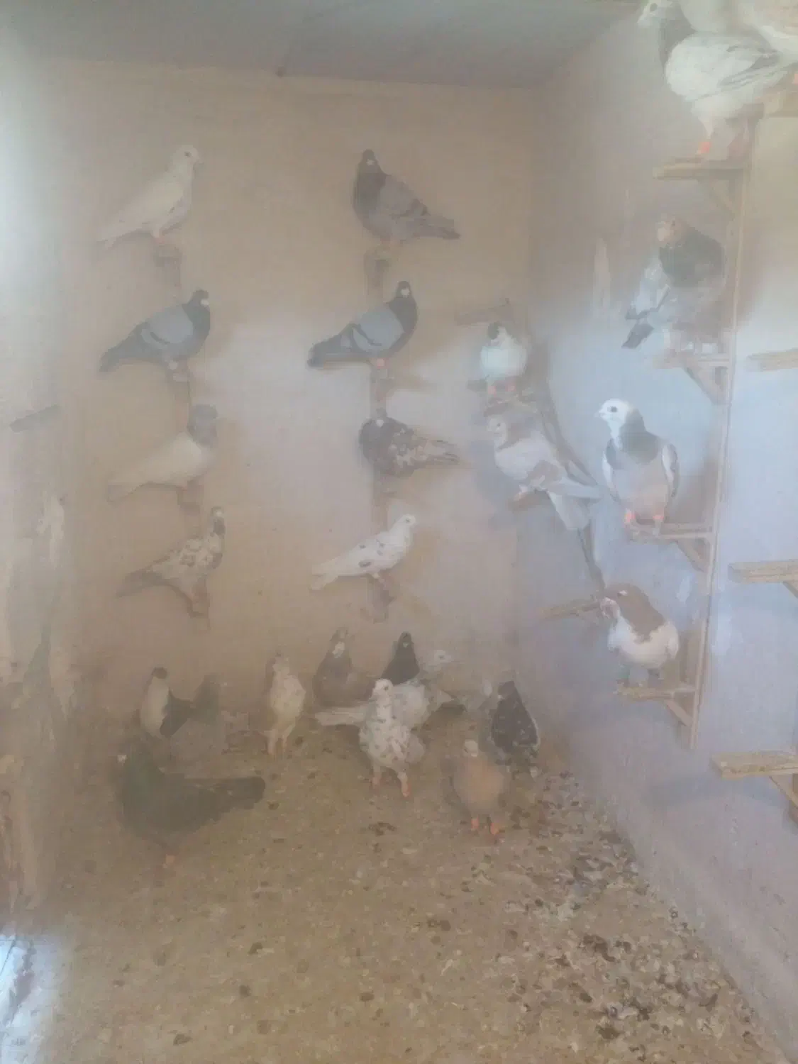 کبوتر|پرنده|چناران, |دیوار