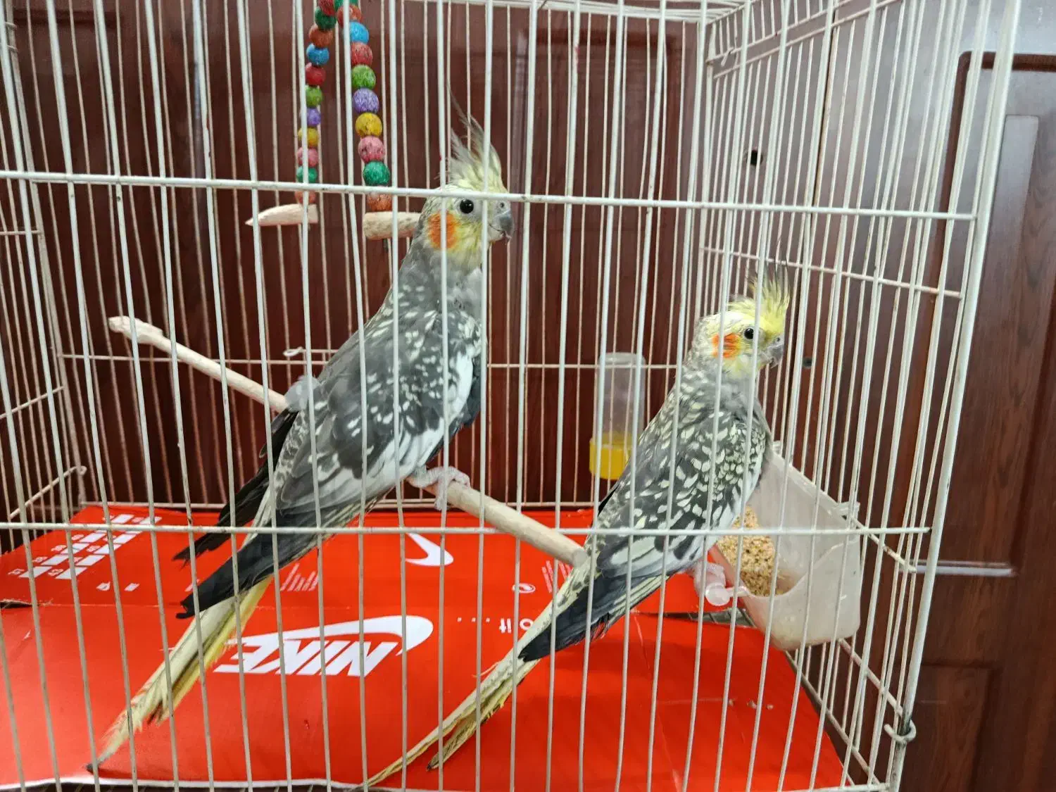 عروس هلندی|پرنده|کاشمر, |دیوار