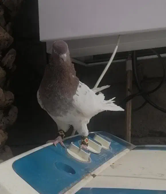 کفتر پرنده|پرنده|بم, |دیوار