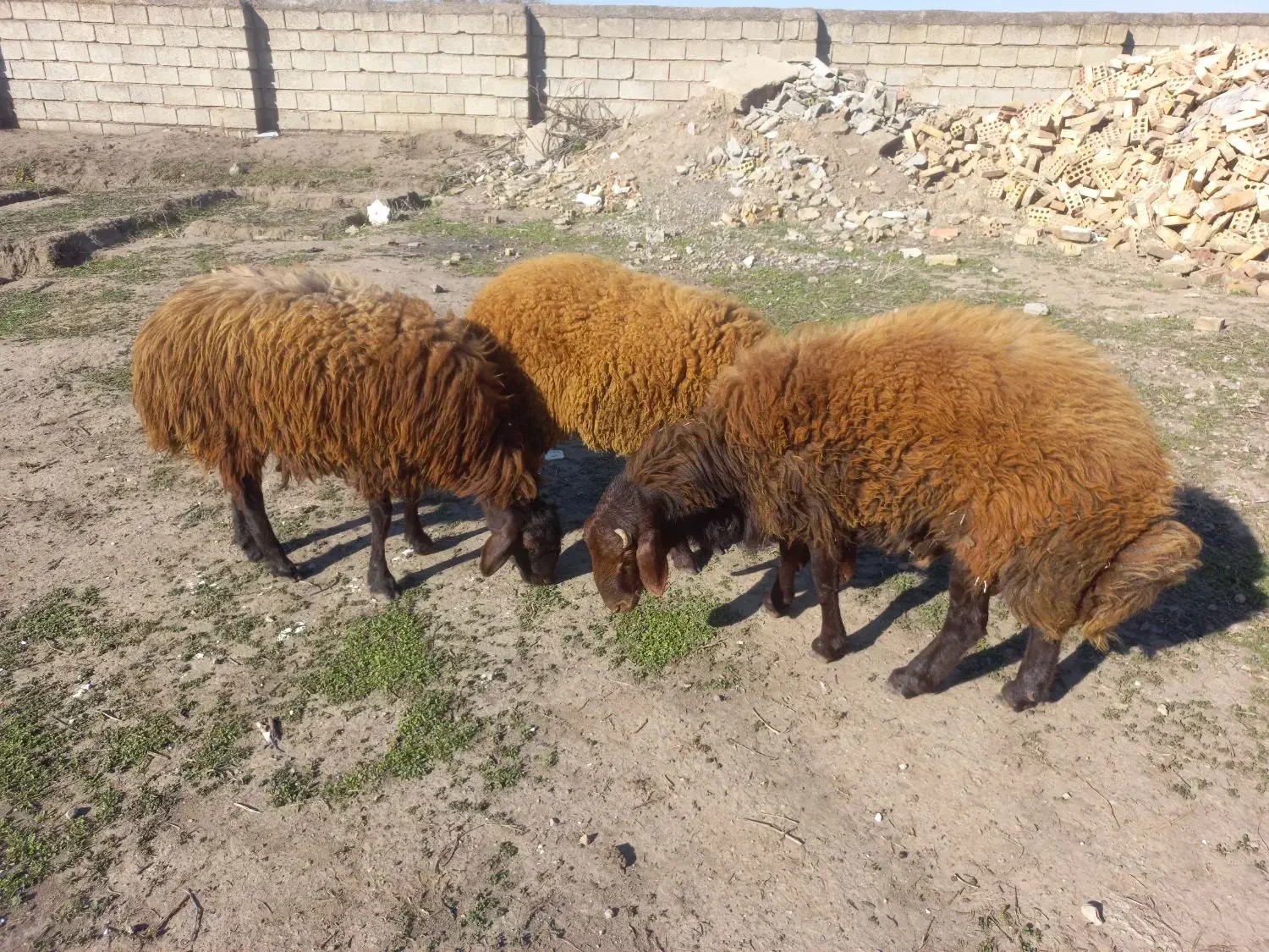 گوسفند چاق|حیوانات مزرعه|فاضل آباد, |دیوار