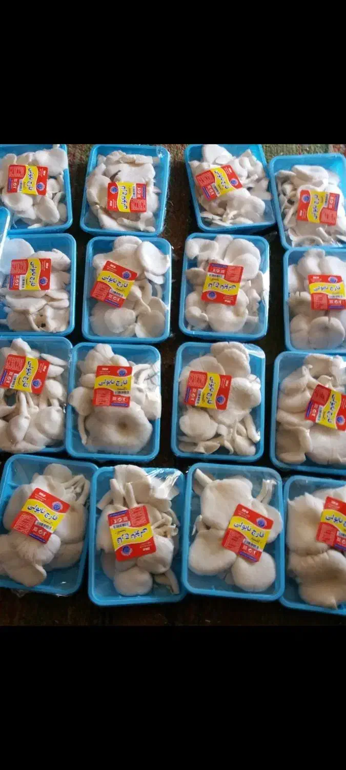 قارچ صدفی ارگانیک|خوردنی و آشامیدنی|تهران, عباسی|دیوار