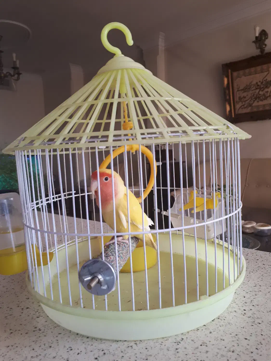 طوطی زیبا و مرغ عشق زیبا|پرنده|تهران, قلهک|دیوار