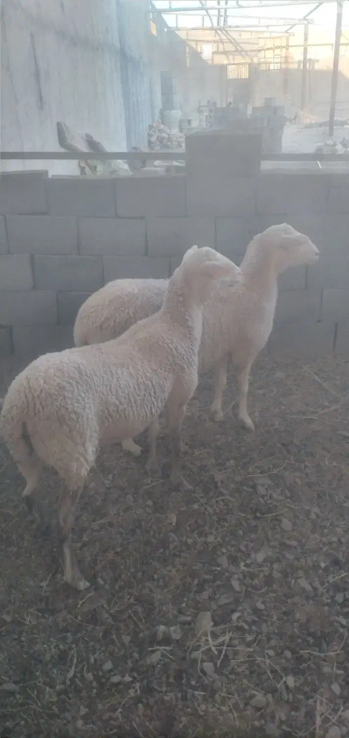 میش لاکن|حیوانات مزرعه|فردوس (خراسان), |دیوار