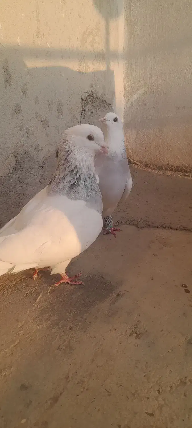 کبوتر رنگی جفتی و تکی|پرنده|مینودشت, |دیوار