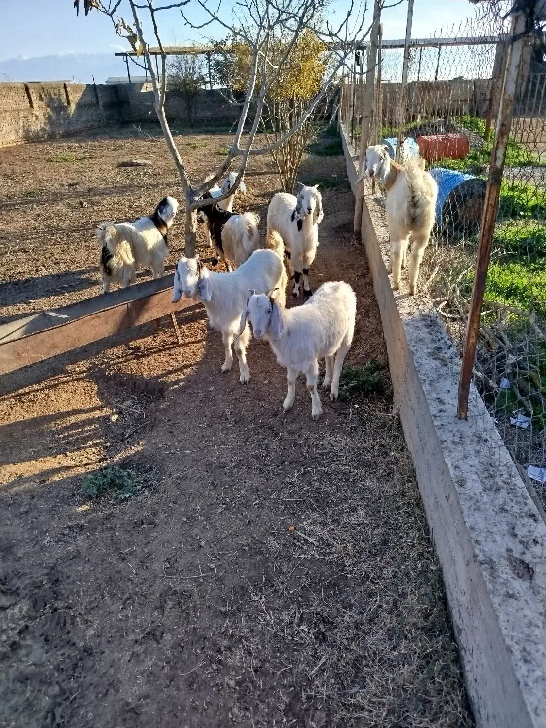 بزغاله در حیوانات مزرعه|حیوانات مزرعه|سیمین شهر, |دیوار